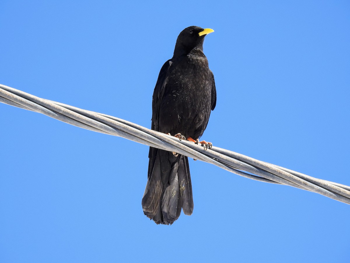 Yellow-billed Chough - ML616598808