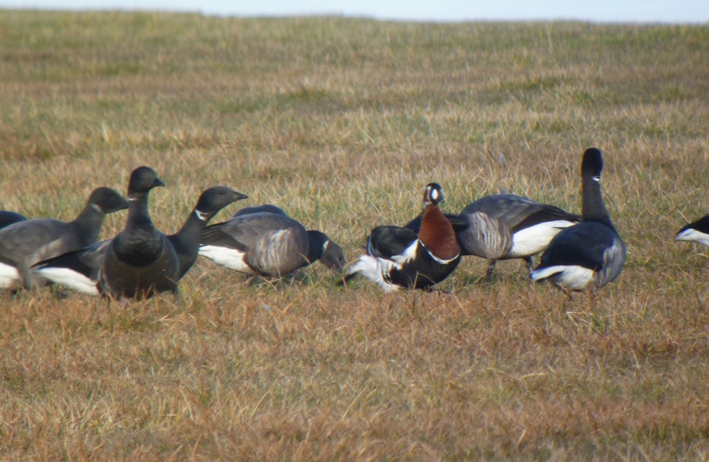 Red-breasted Goose - ML616598842