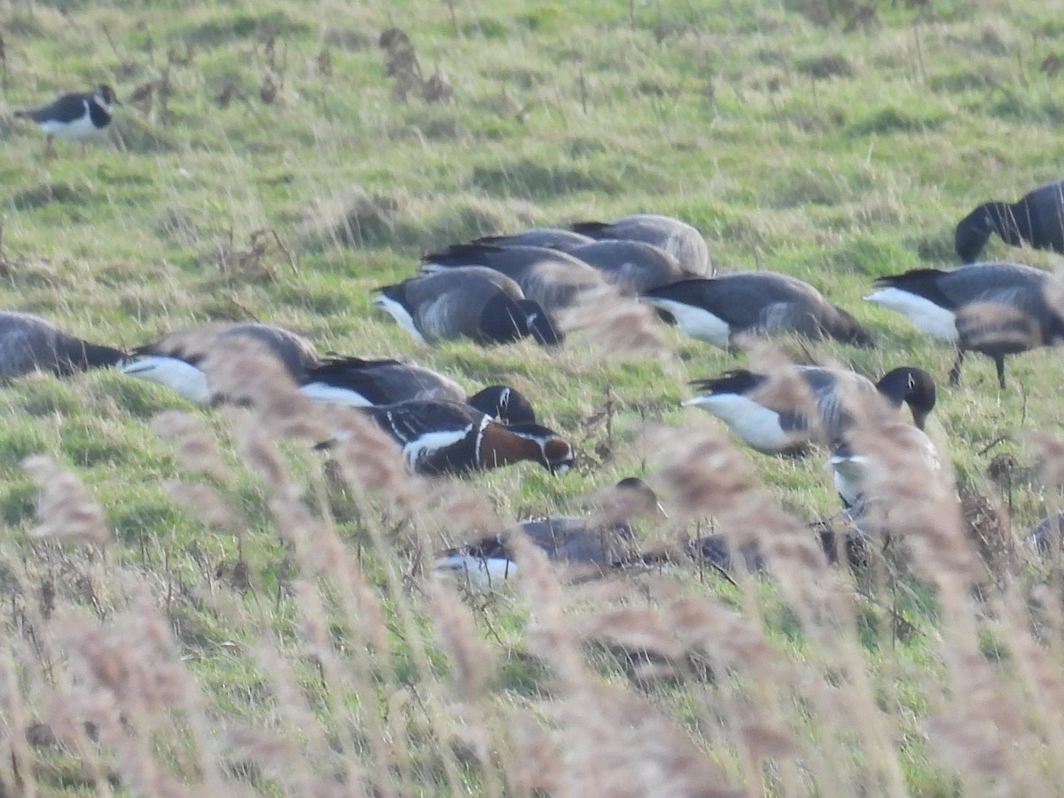 Red-breasted Goose - Simon Bradfield