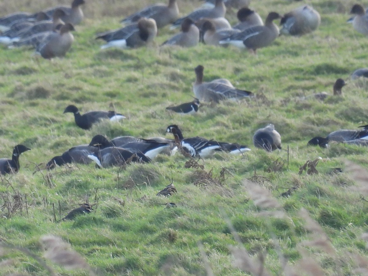 Red-breasted Goose - ML616598868