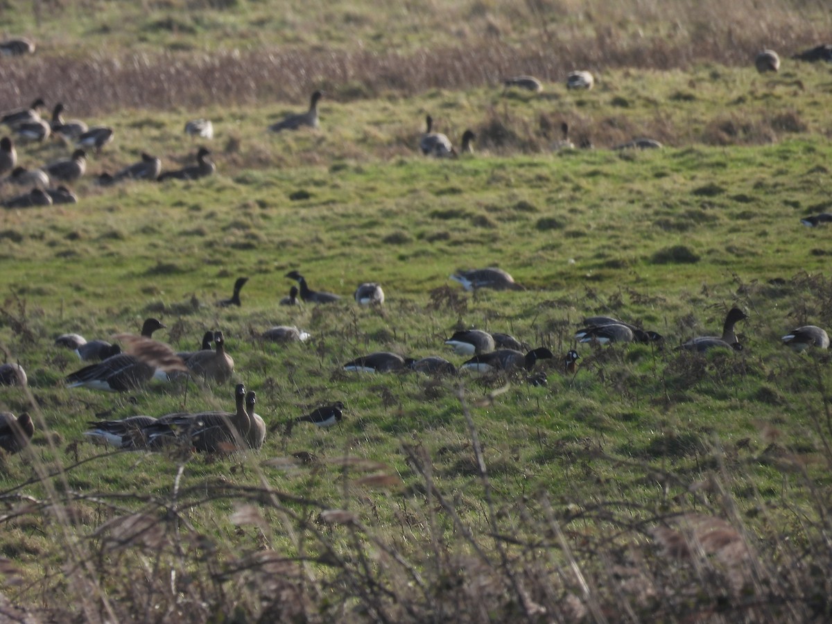 Red-breasted Goose - Simon Bradfield