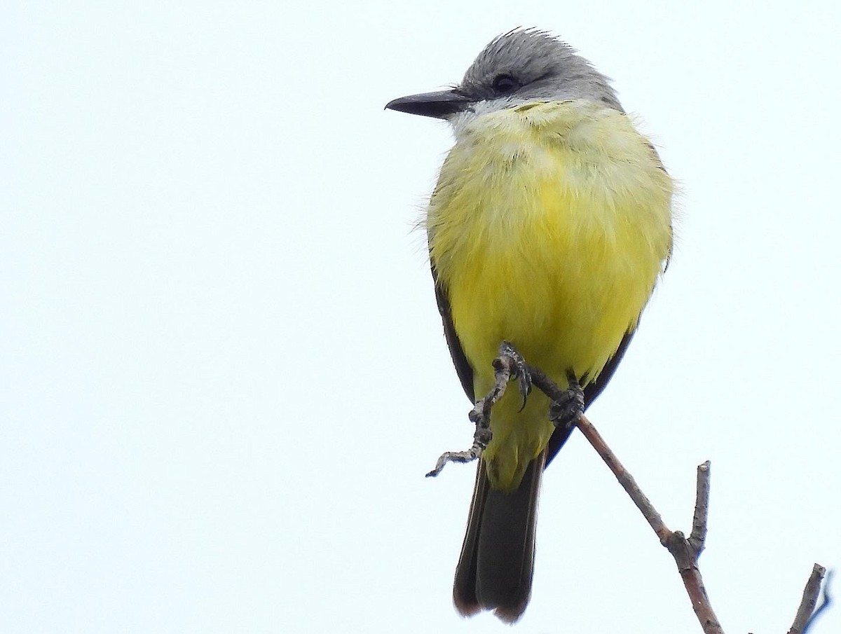 Tropical Kingbird - ML616598886