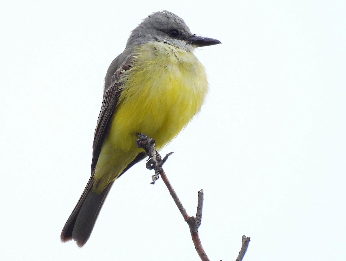 Tropical Kingbird - ML616598887