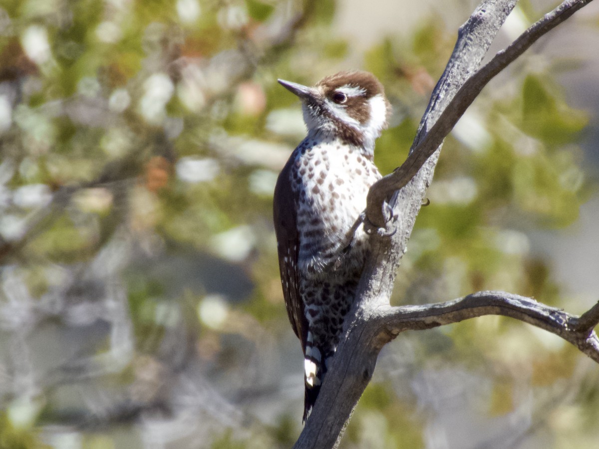 Arizona Woodpecker - Bill Lisowsky
