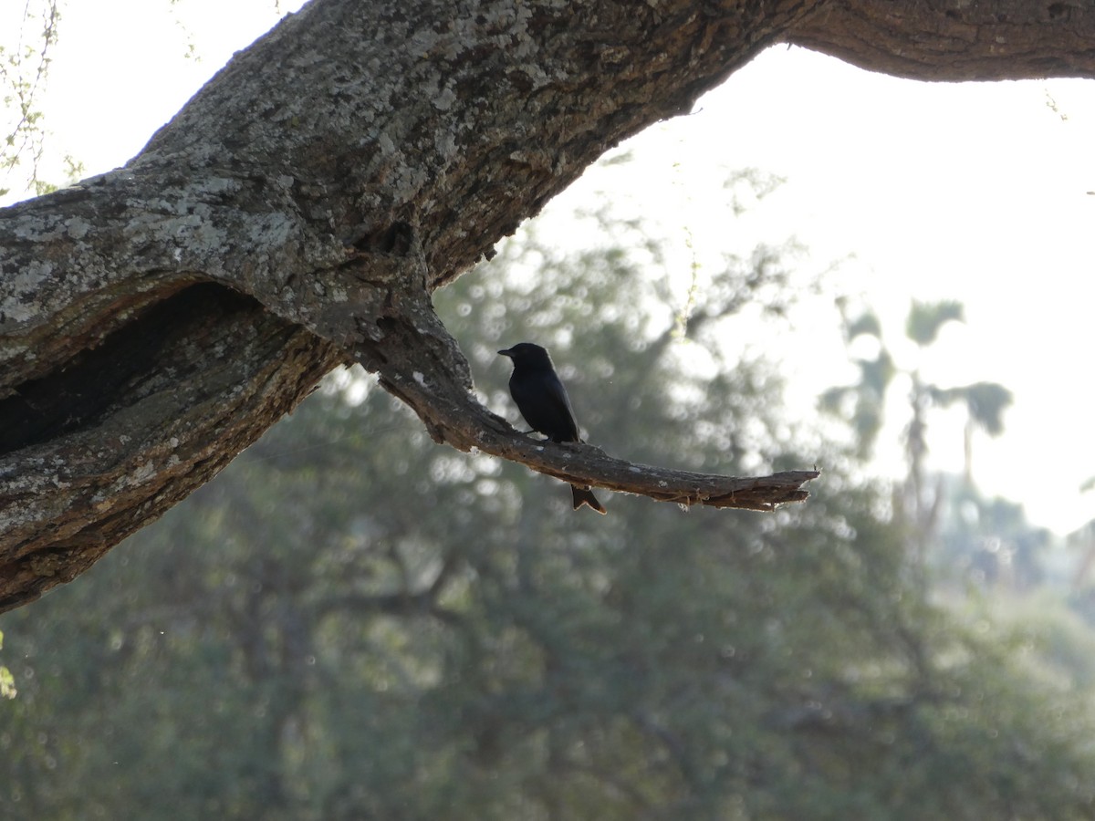 Fork-tailed Drongo - Dieter Ebert