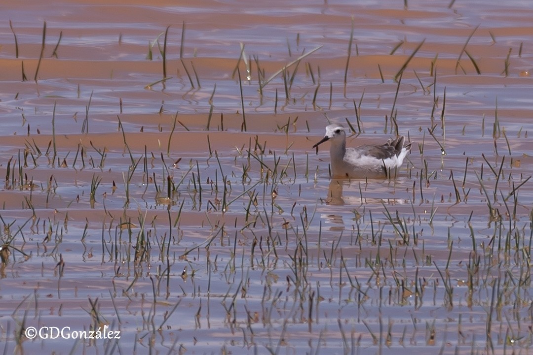 hvithalesvømmesnipe - ML616599044