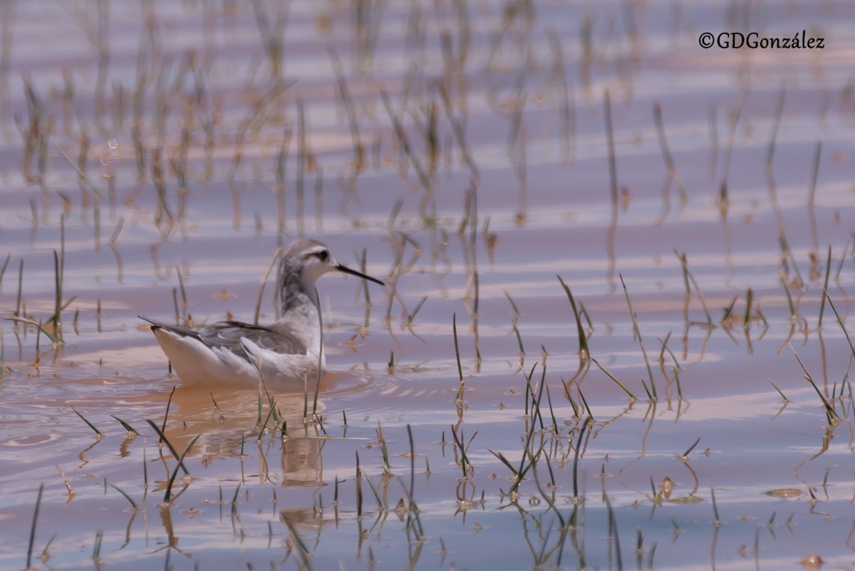 hvithalesvømmesnipe - ML616599045