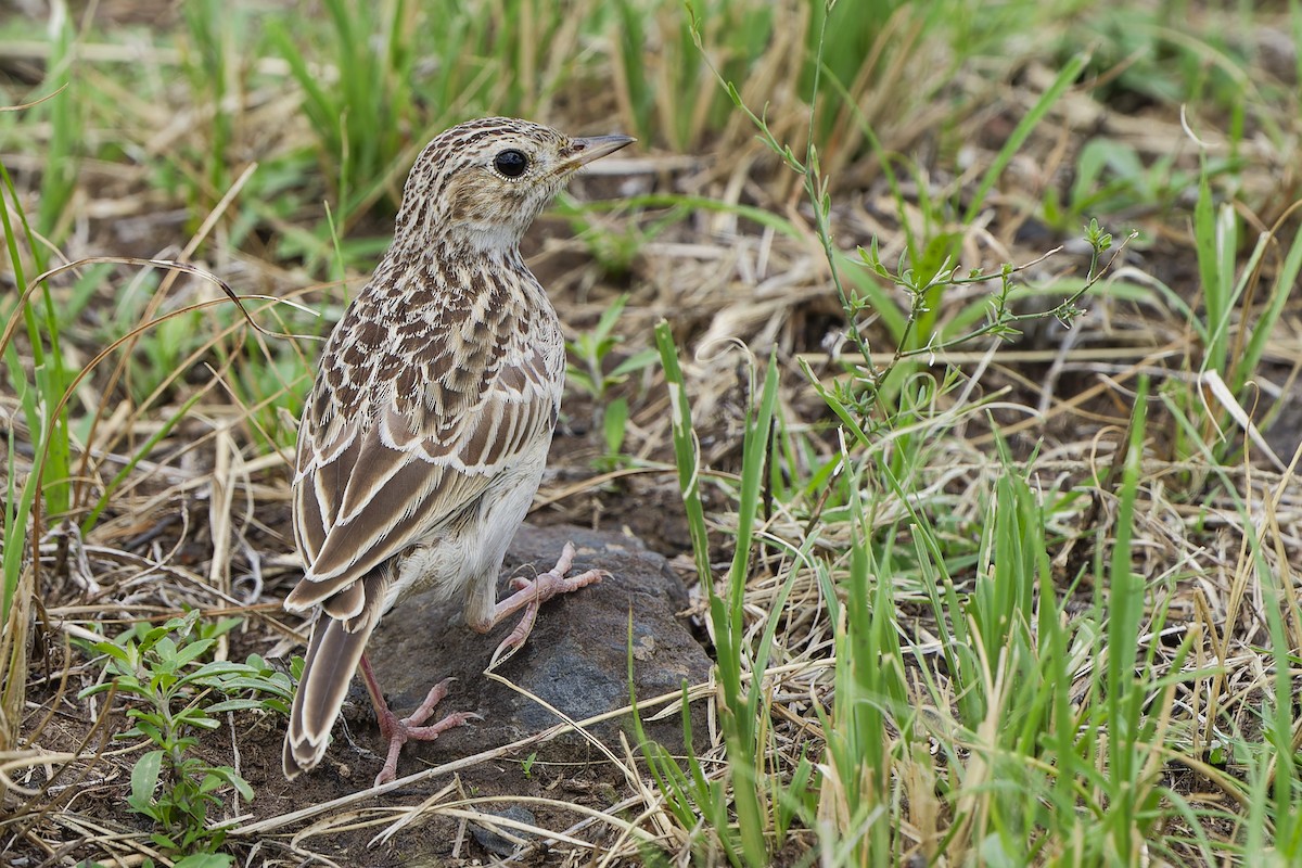 Pipit à plastron - ML616599107