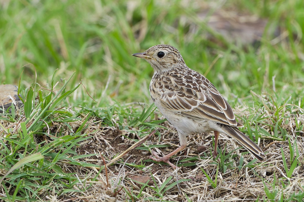 Short-billed Pipit - Gustavo Acerenza