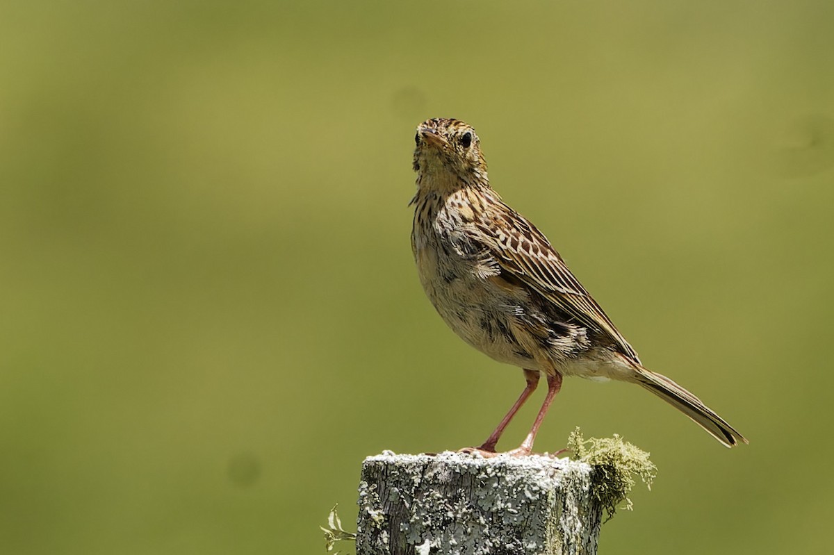 Bisbita (Anthus) sp. - ML616599127