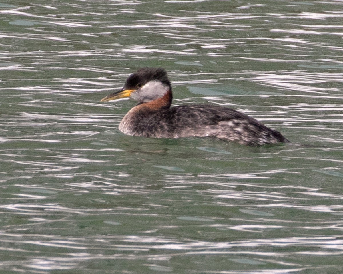 Red-necked Grebe - ML616599130