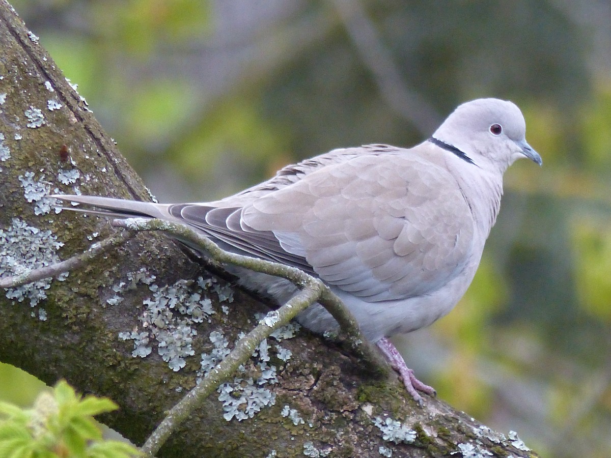 Eurasian Collared-Dove - Coleta Holzhäuser
