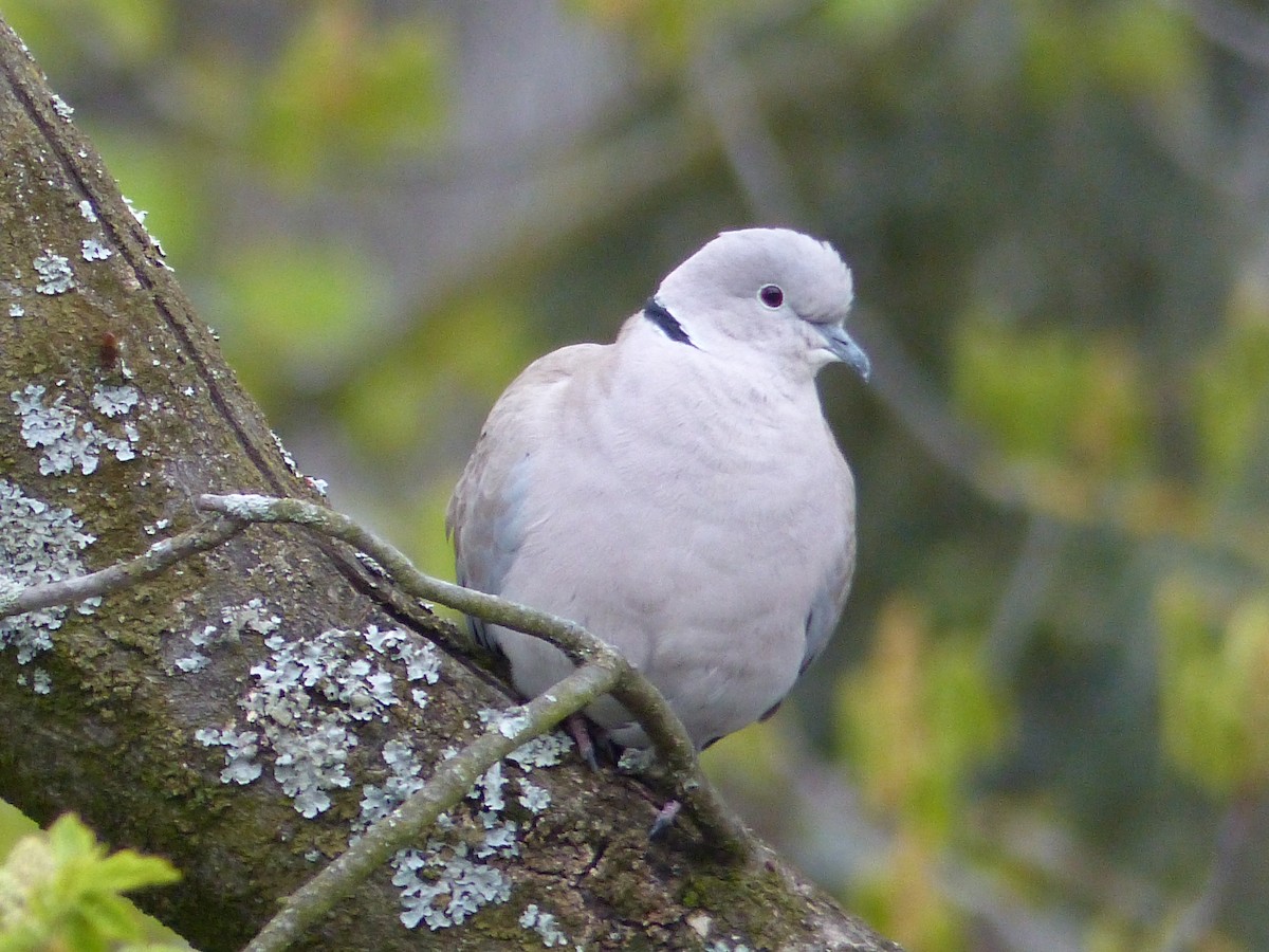 Eurasian Collared-Dove - Coleta Holzhäuser