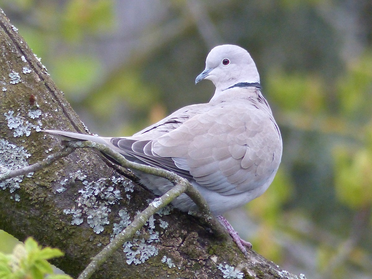 Eurasian Collared-Dove - Coleta Holzhäuser