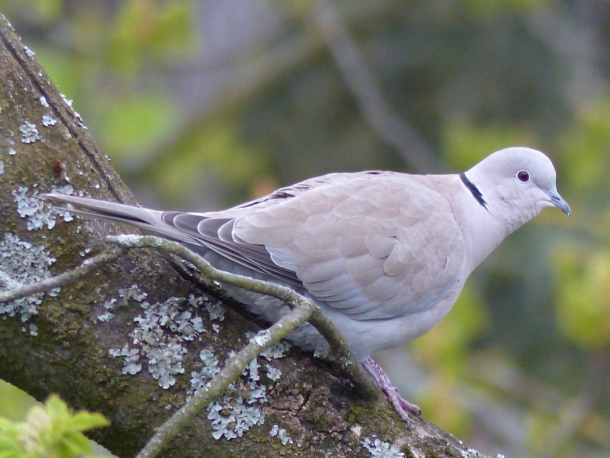 Eurasian Collared-Dove - Coleta Holzhäuser