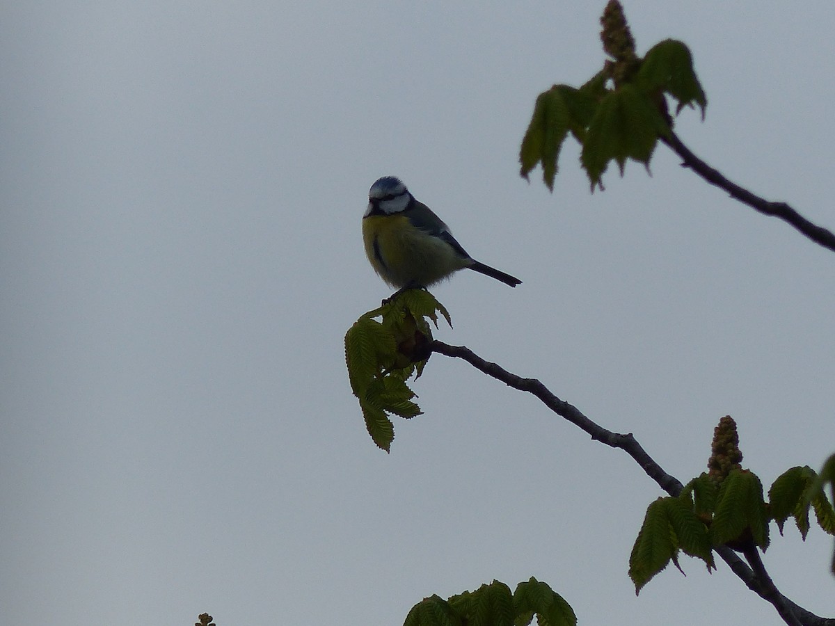 Eurasian Blue Tit - ML616599145