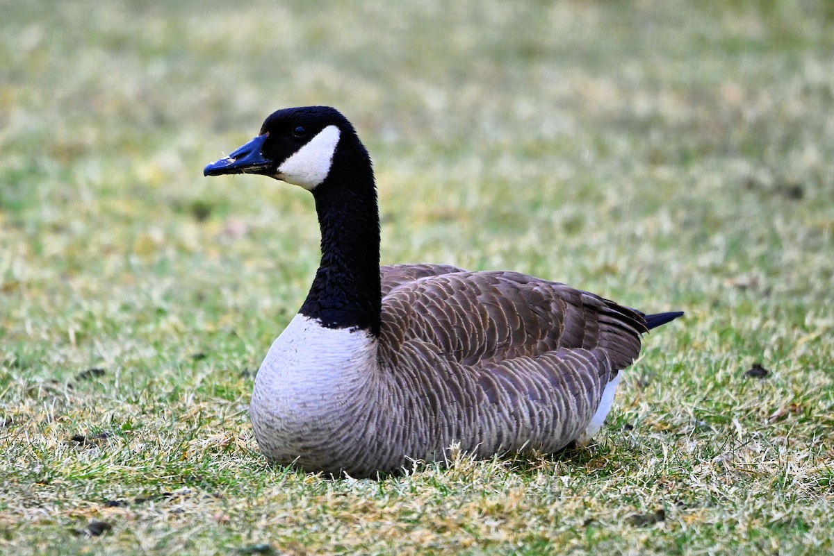 Canada Goose - Anonymous