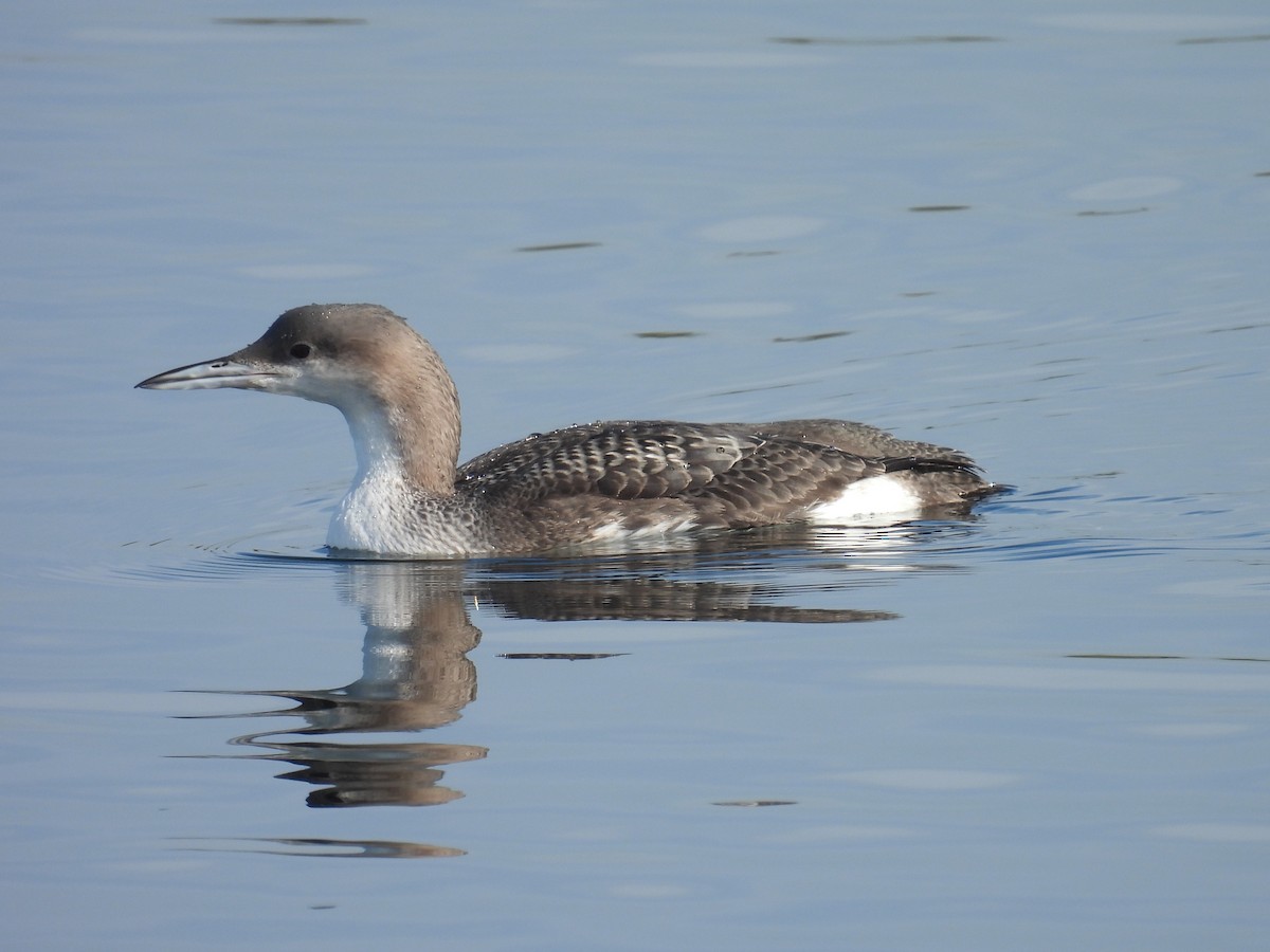 Arctic Loon - Simon Bradfield