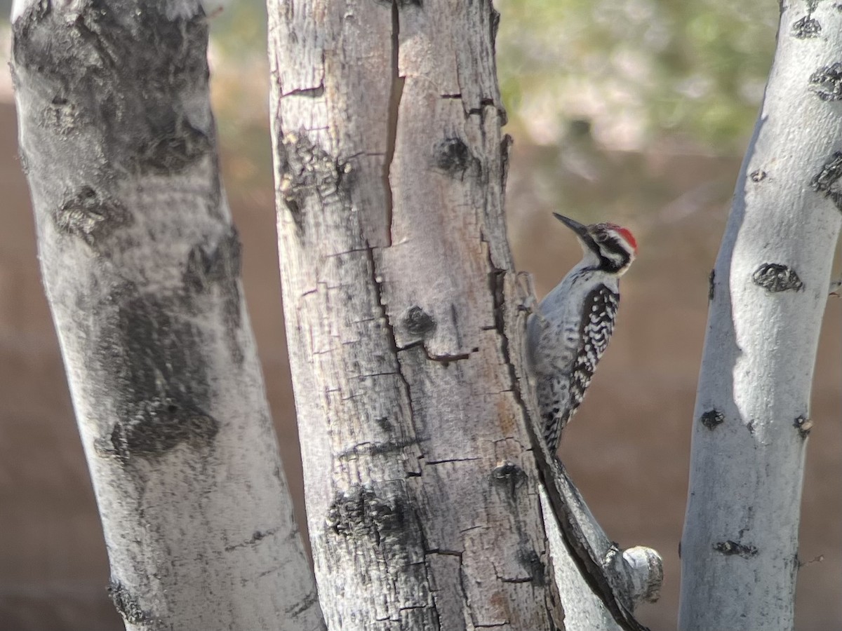 Ladder-backed Woodpecker - ML616599238