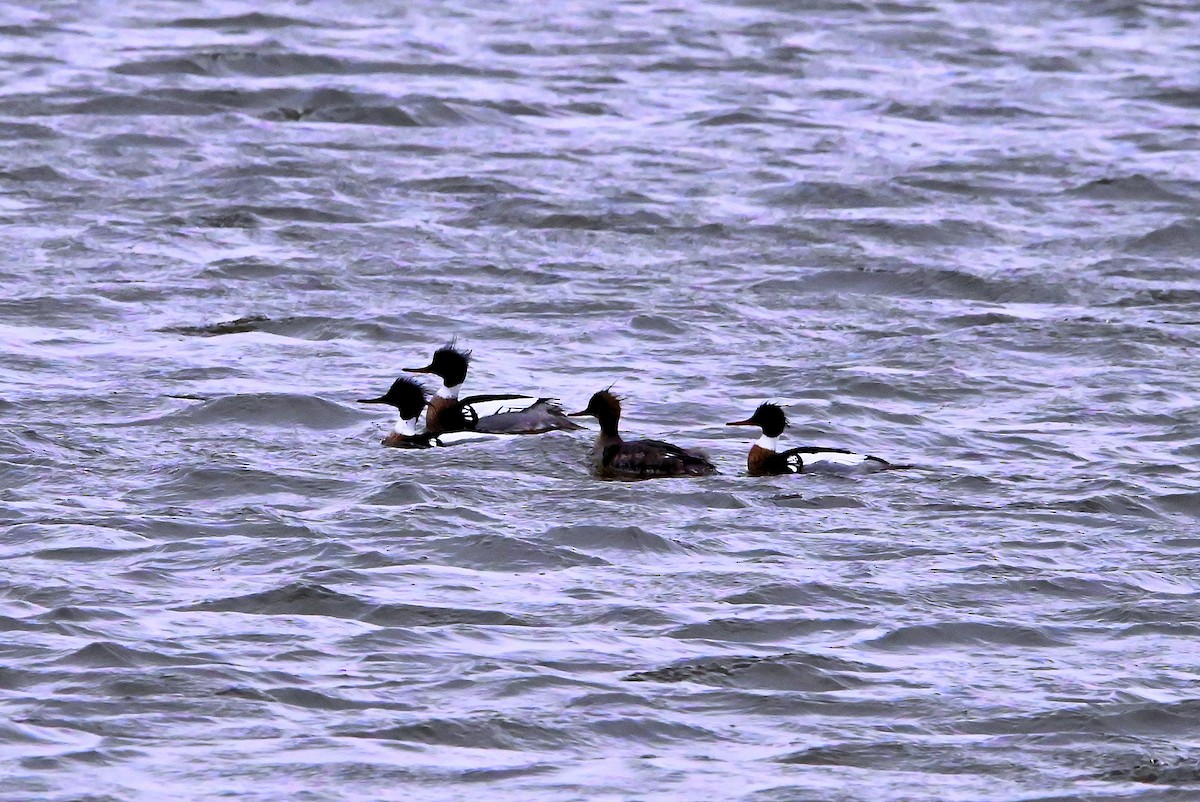 Red-breasted Merganser - ML616599239