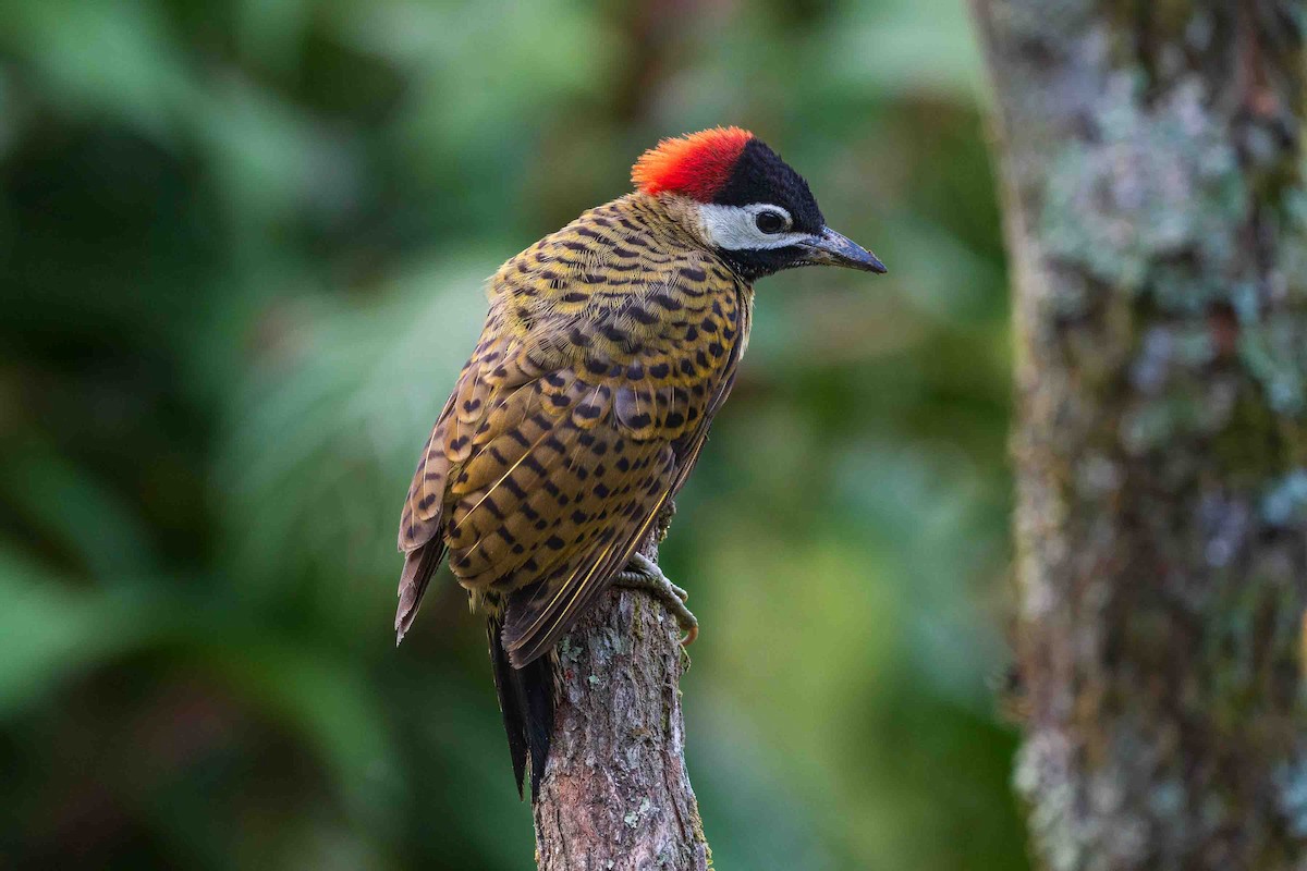 Spot-breasted Woodpecker - ML616599243