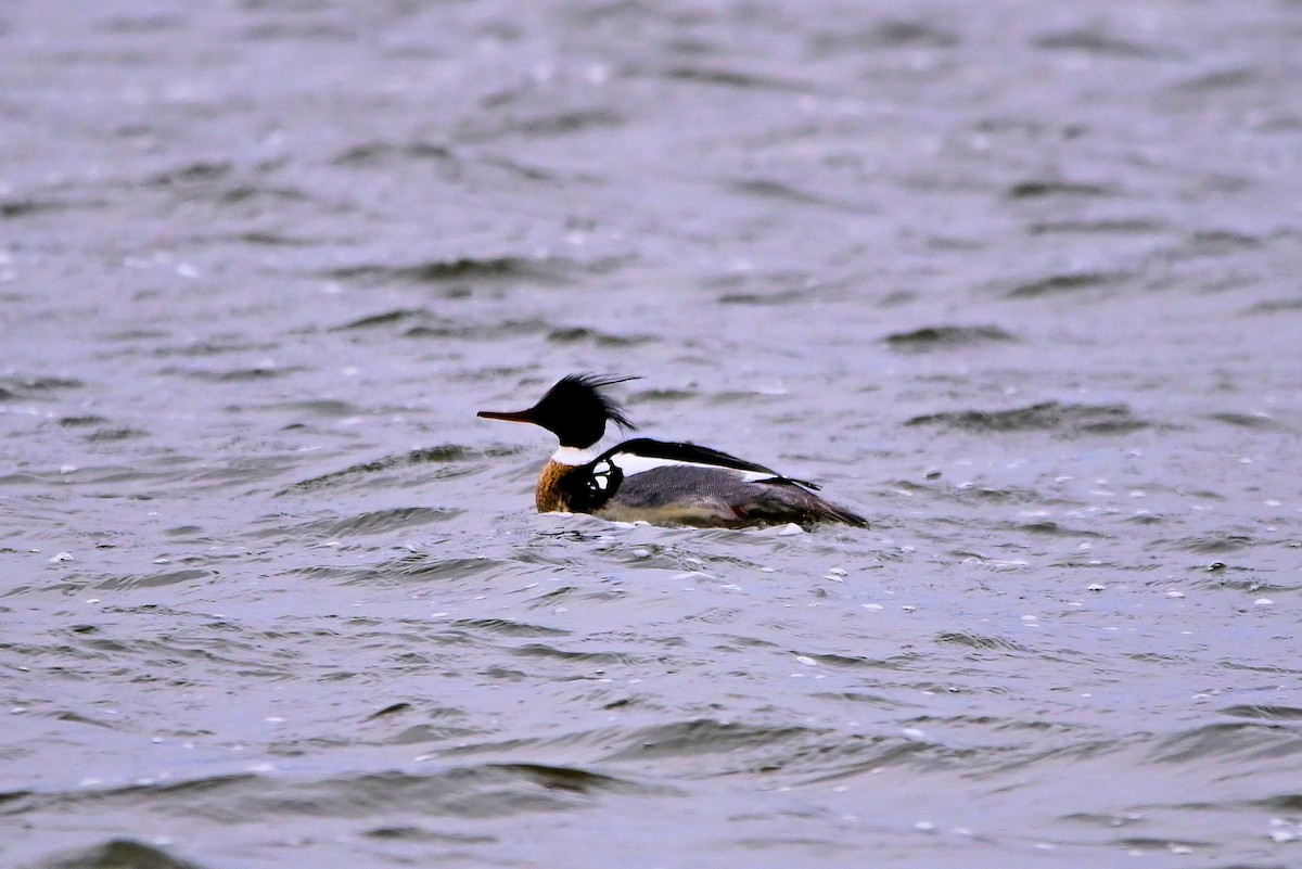 Red-breasted Merganser - ML616599248