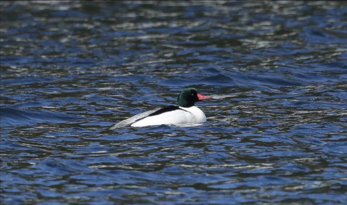 Common Merganser - Chantal Brault