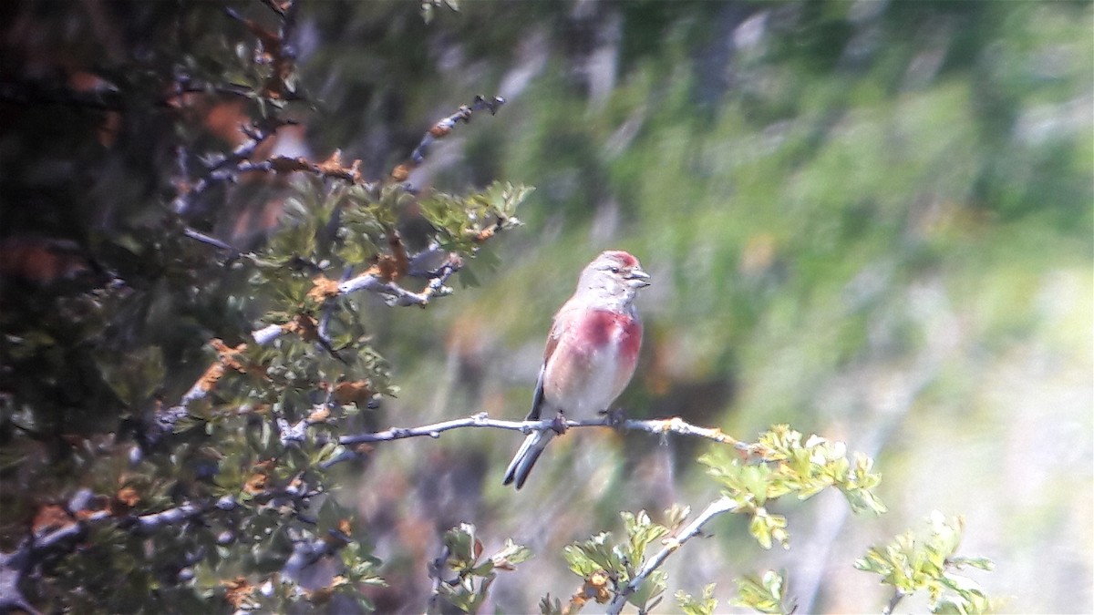 Eurasian Linnet - ML616599353