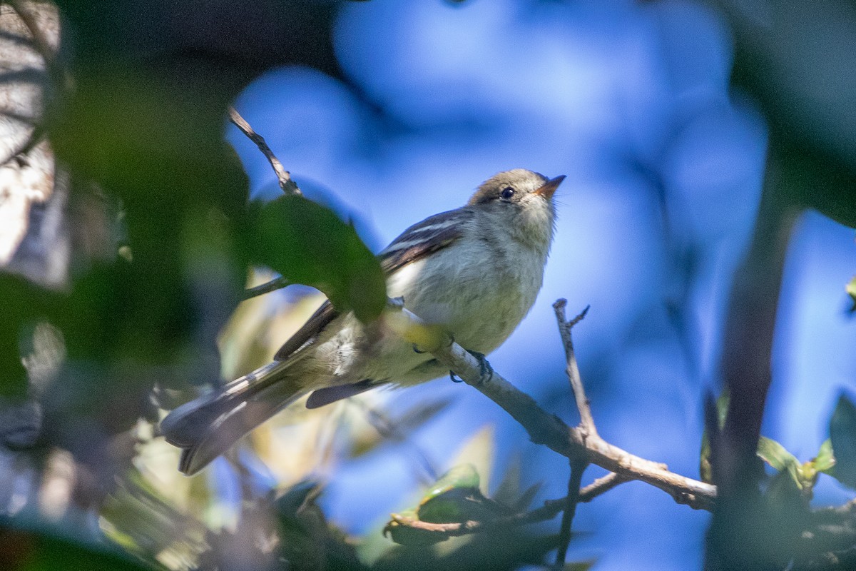 Greater Antillean Elaenia (Hispaniolan) - Neil Hayward