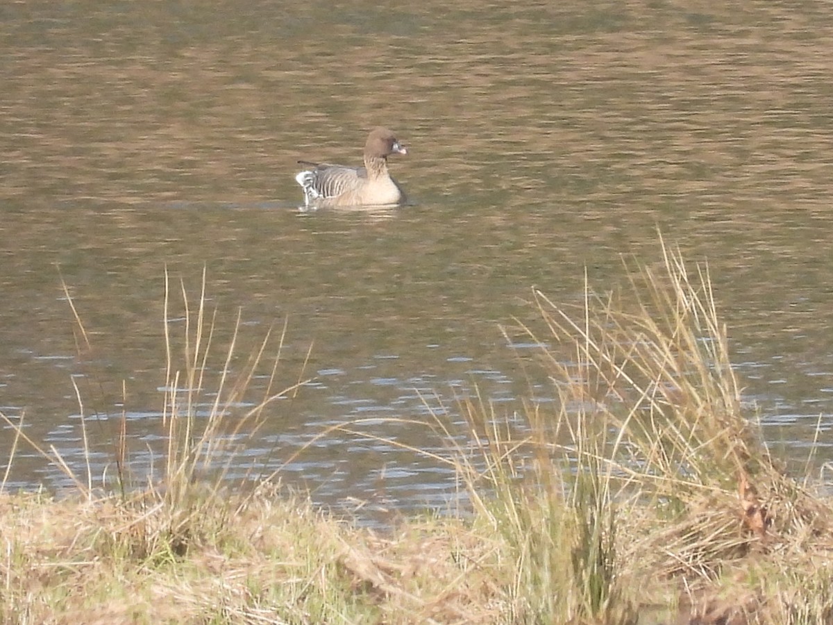 Pink-footed Goose - ML616599435