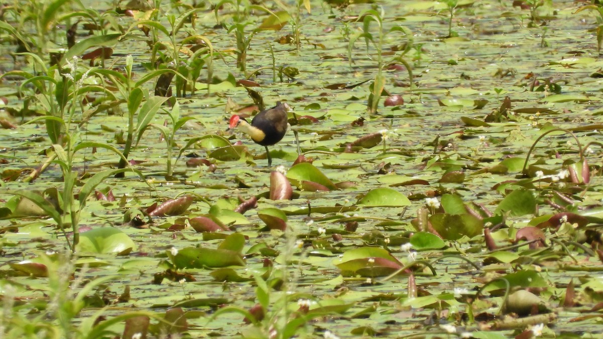 Comb-crested Jacana - Greg and Georgie Shaw