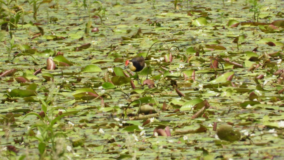 Comb-crested Jacana - Greg and Georgie Shaw