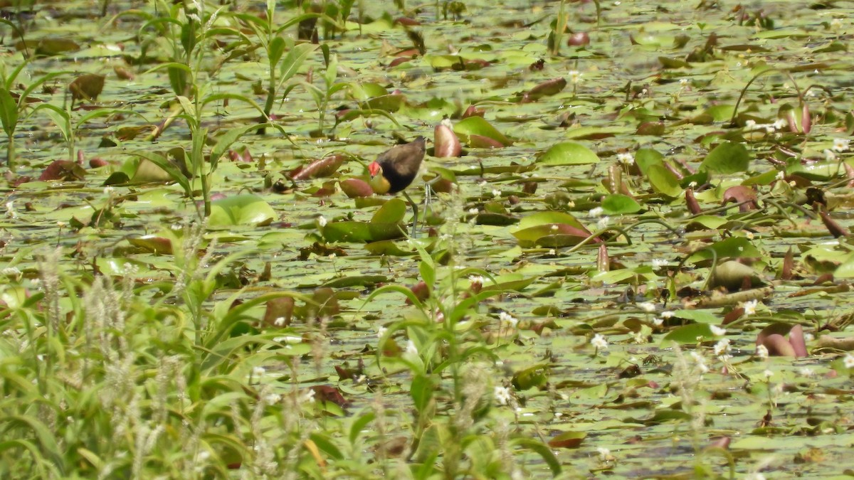 Comb-crested Jacana - Greg and Georgie Shaw