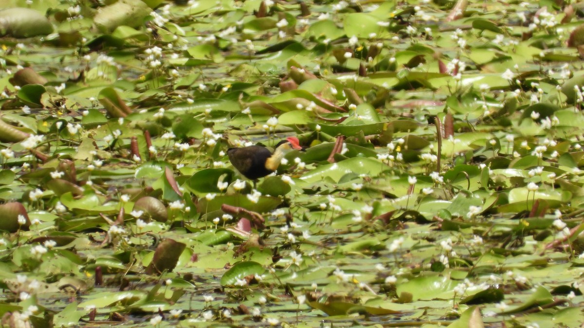 Comb-crested Jacana - Greg and Georgie Shaw