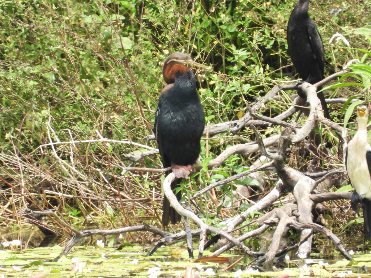 Australasian Darter - Greg and Georgie Shaw