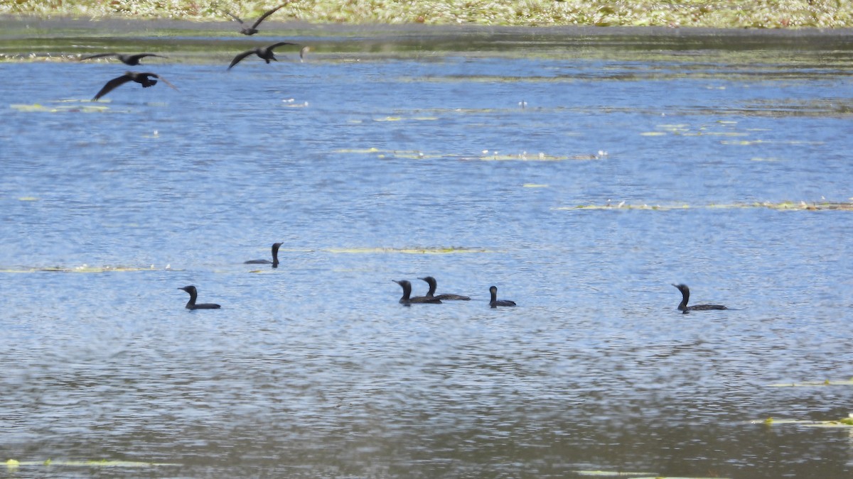 Little Black Cormorant - Greg and Georgie Shaw