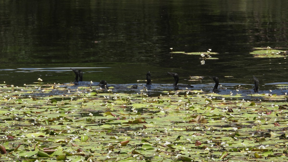 Little Black Cormorant - ML616599510