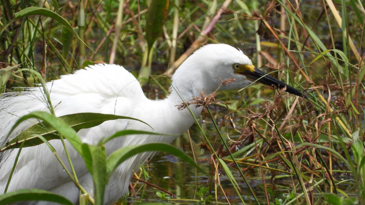 Little Egret - Greg and Georgie Shaw