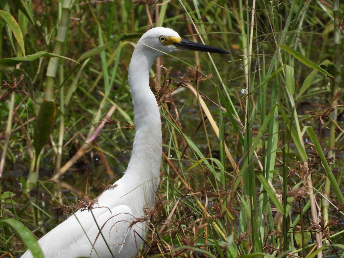 Little Egret - Greg and Georgie Shaw