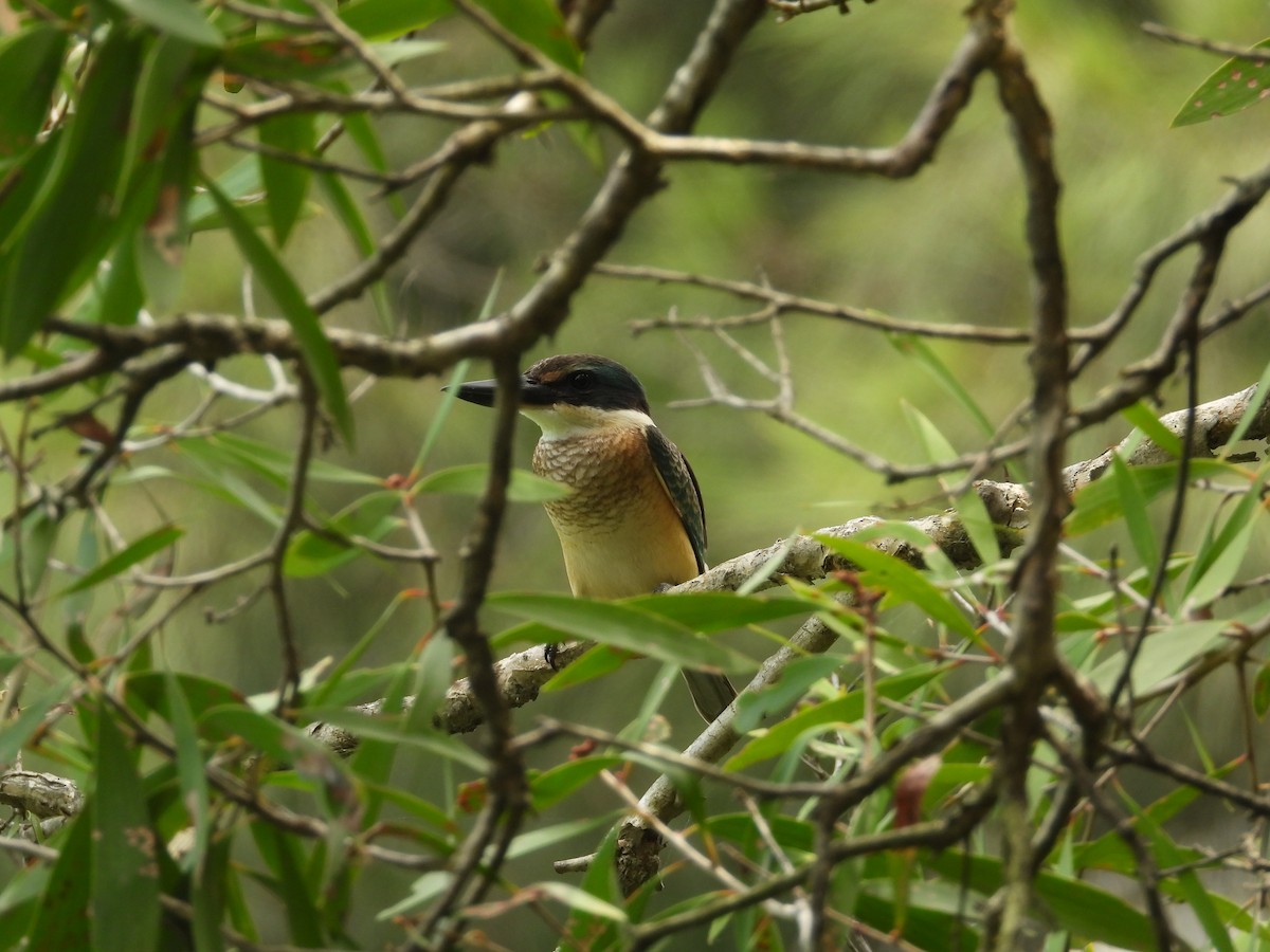 Sacred Kingfisher - Greg and Georgie Shaw