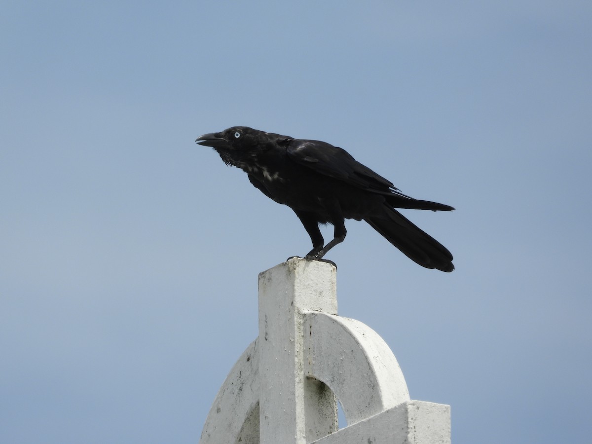 Torresian Crow - Greg and Georgie Shaw