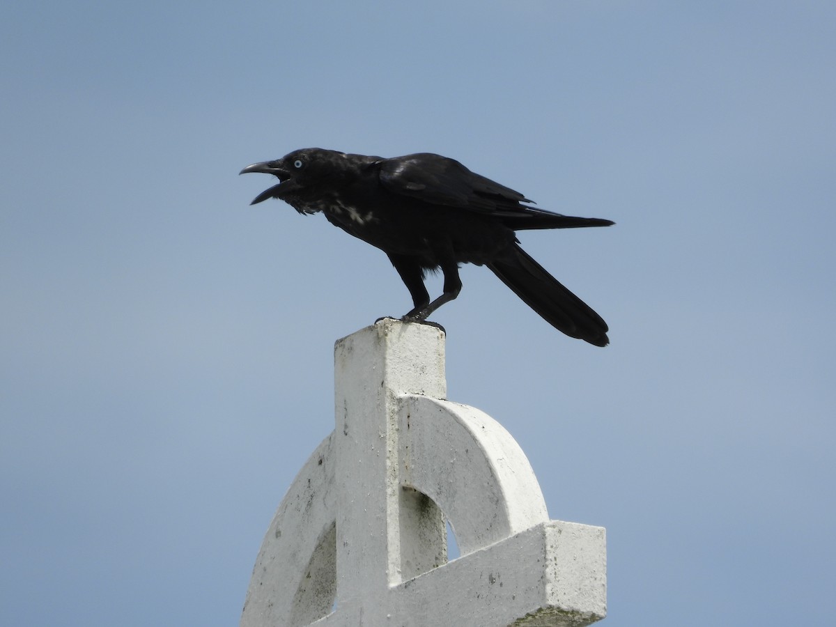 Torresian Crow - Greg and Georgie Shaw