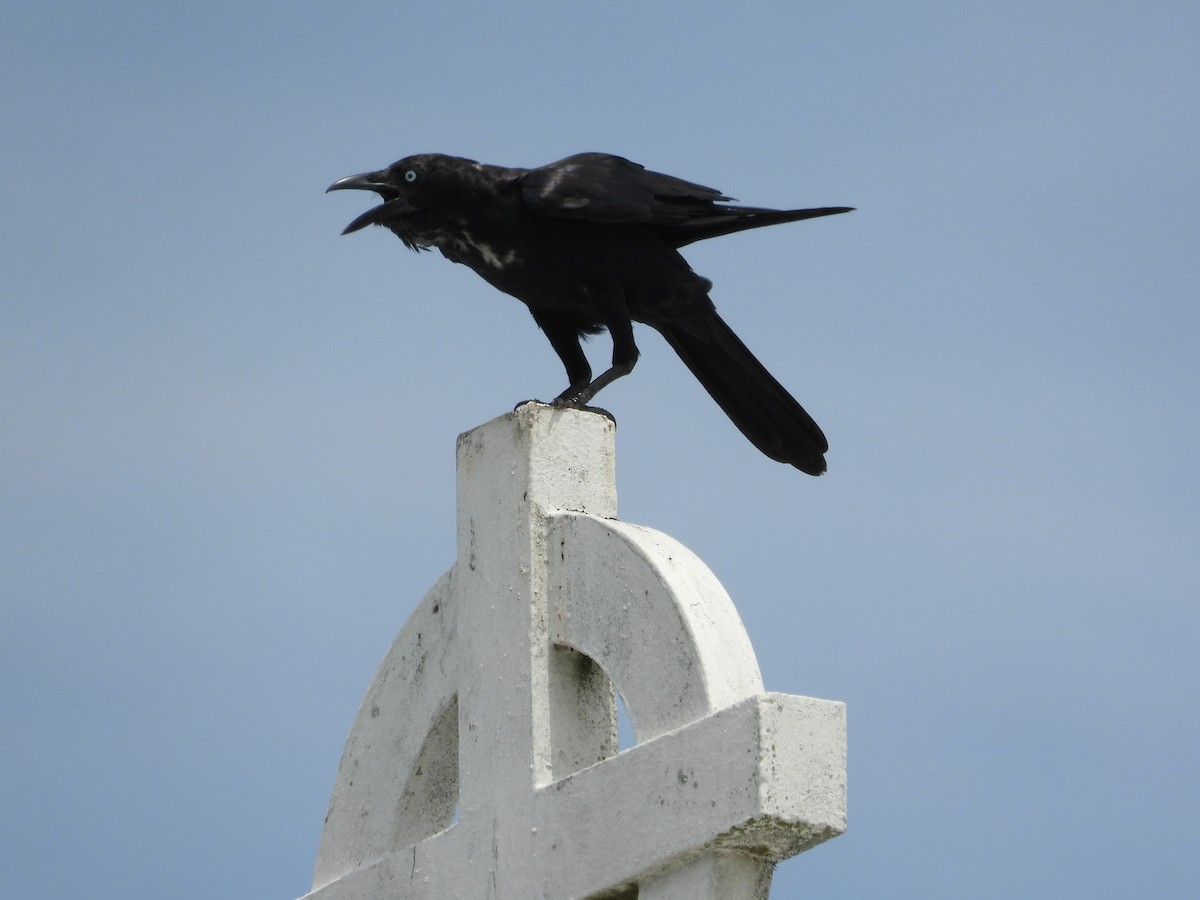 Torresian Crow - Greg and Georgie Shaw