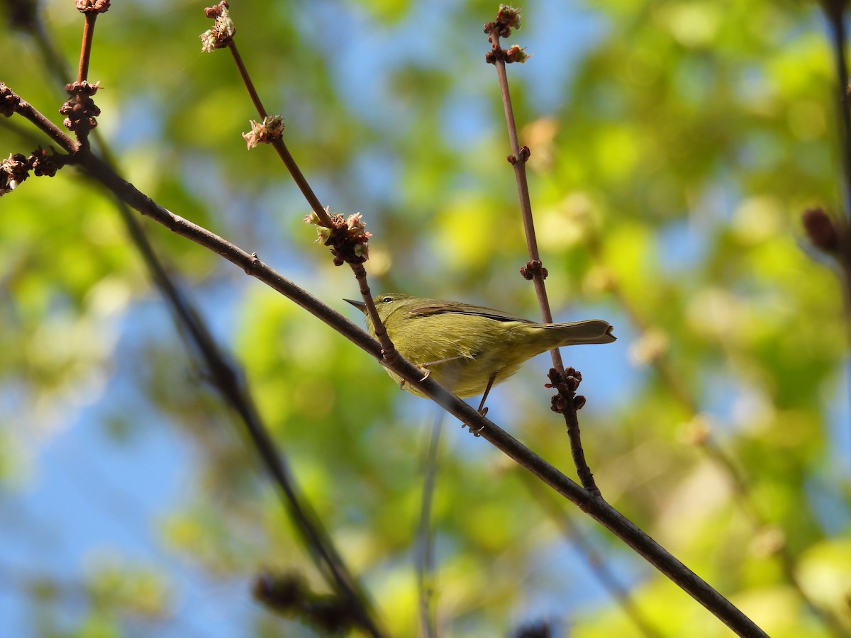 Orange-crowned Warbler - Nick & Jane