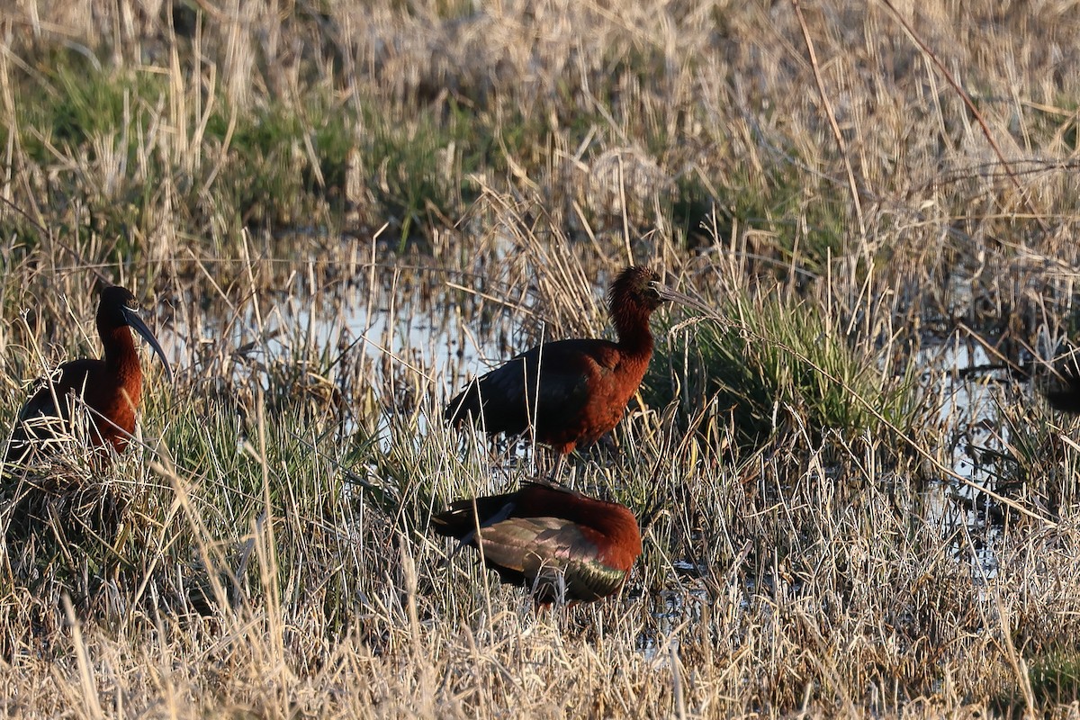 Glossy Ibis - ML616599651