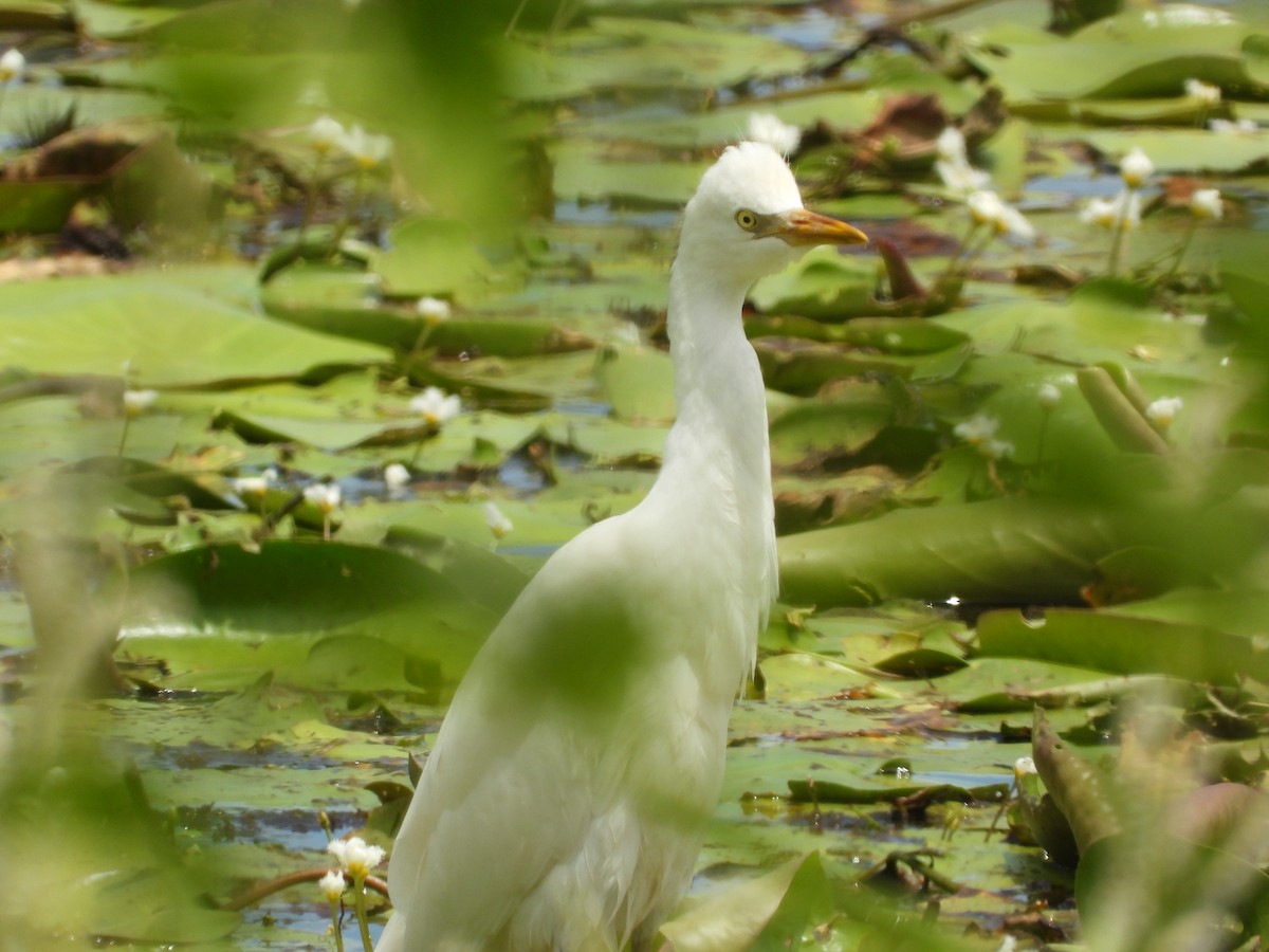 Plumed Egret - ML616599661