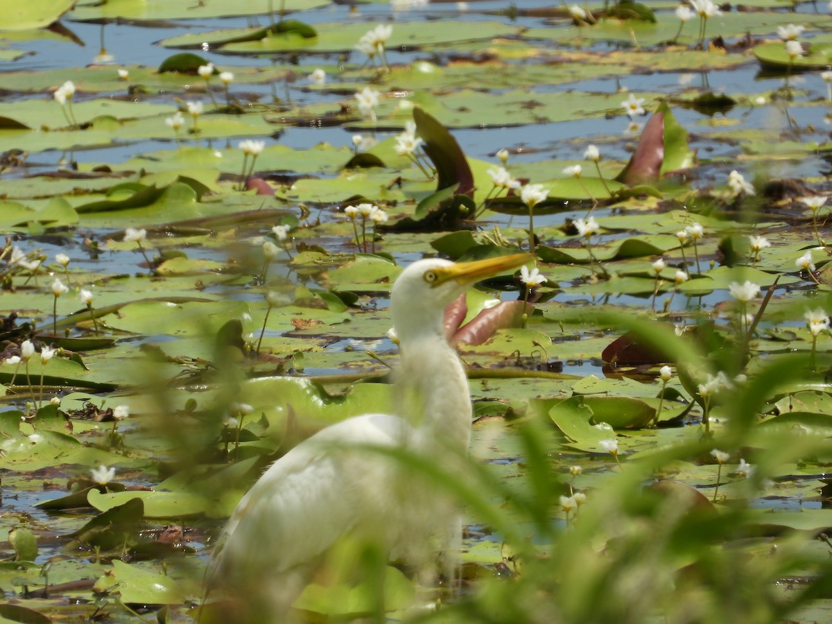 Plumed Egret - ML616599662