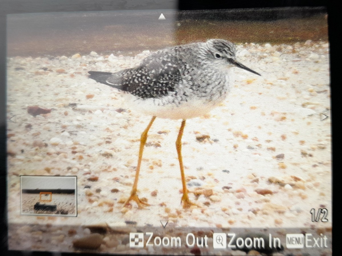 Lesser Yellowlegs - ML616599686