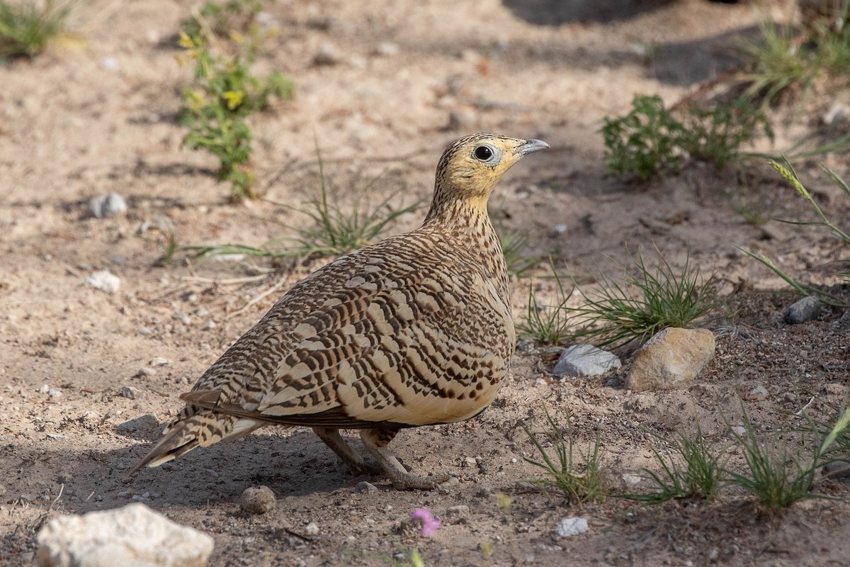 Chestnut-bellied Sandgrouse - ML616599706