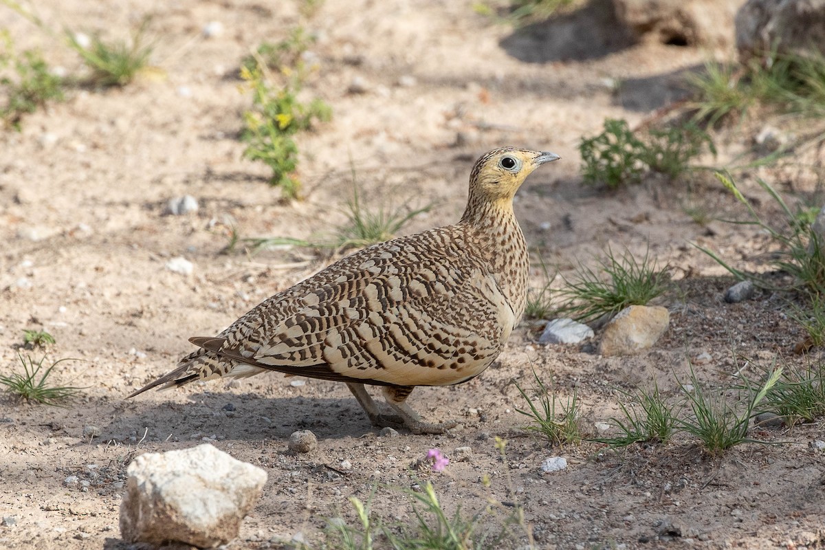 Chestnut-bellied Sandgrouse - ML616599707